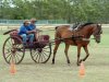 big_horse11.jpg