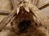 Spring Spider 2.jpg