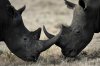 pb-101216-blackRhino-cheng-01.photoblog900.jpg