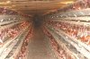 hens.jpg