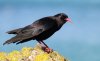 2155674055-Species-Chough-on-yellow-rock-with-sea_1.jpg