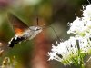 Hummingbird hawk moth.jpg