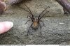 housespider008.jpg